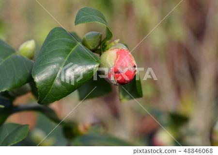 Camellia Lady Campbell Camellia Lady Campbell 48846068