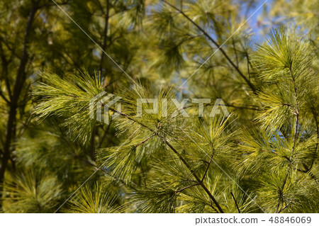 Eastern white pine Eastern white pine 48846069
