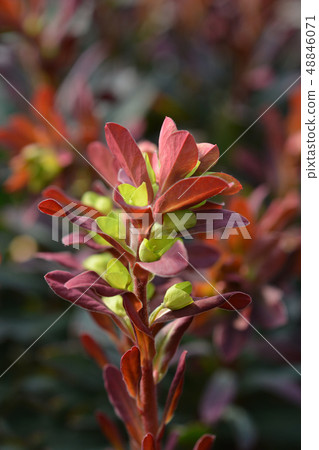 Wood spurge Purpurea 48846071
