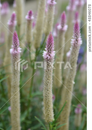 Cockscomb Flamingo Feather 48846078