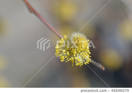 Weeping pussy willow 48846079