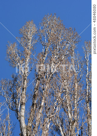 Lombardy poplar 48846080