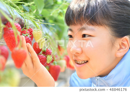 享受草莓狩獵的女孩 48846176