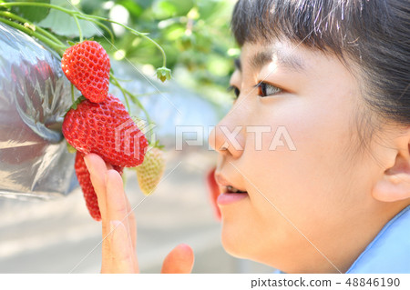 Girl enjoying strawberry hunting 48846190