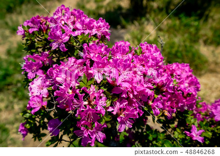 Miyama Kirishima Kizukayama 48846268