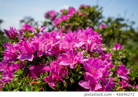 Miyama Kirishima Kizukayama 48846272