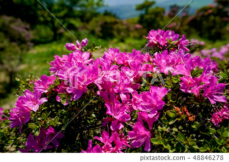 Miyama Kirishima Kizukayama Miyama Kirishima Kizukayama 48846278