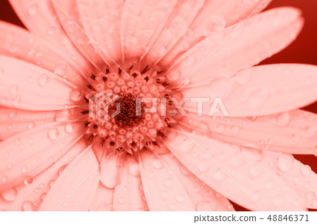 Coral toned osteospermum Coral toned osteospermum 48846371