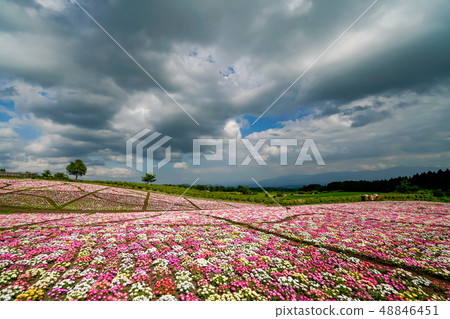 Kuju Flower Park Daisy 48846451
