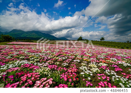 Kuju Flower Park Daisy Kuju Flower Park Daisy 48846455