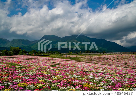 Kuju Flower Park Daisy 48846457