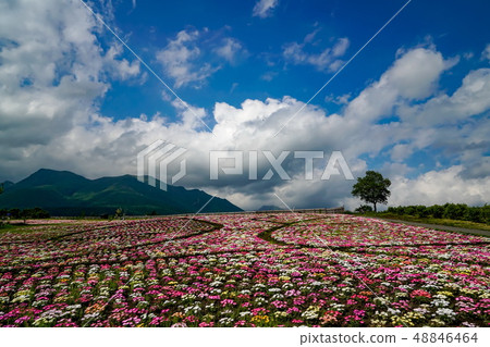 Kuju花卉公園雛菊 Kuju花卉公園雛菊 48846464
