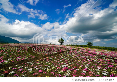 Kuju花卉公園雛菊 Kuju花卉公園雛菊 48846467