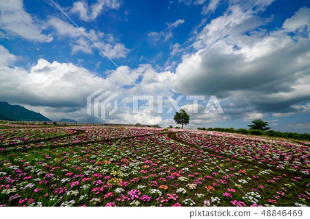 Kuju花卉公園雛菊 48846469