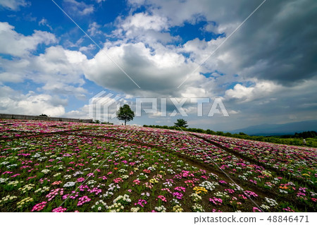 Kuju花卉公園雛菊 Kuju花卉公園雛菊 48846471