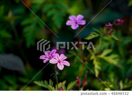 姬富郎 姬富郎 48846532