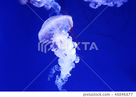 水母紫色，條紋傑瑞 48846877