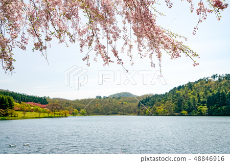 Shikako湖的櫻花 Shikako湖的櫻花 48846916