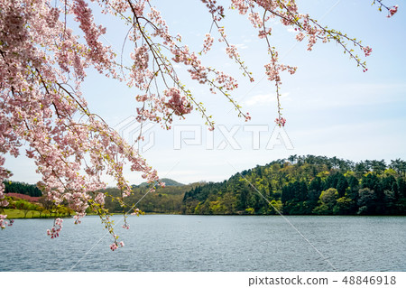 Shikako湖的櫻花 48846918