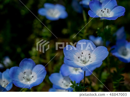 Nemophila·Inigny Blue Nemophila·Inigny Blue 48847003