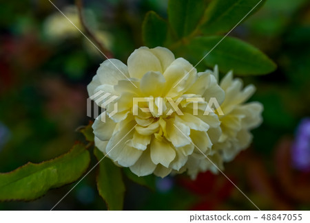 Kika Rose Yellow moco Barbara 48847055