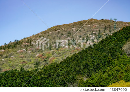 Beppu Tsurumiyama Yamasakura Beppu Tsurumiyama Yamasakura 48847090