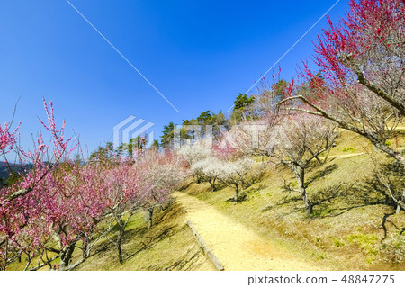 Treasure mountain climbing plum 100 flower garden 8 Treasure mountain climbing plum 100 flower garden 8 48847275