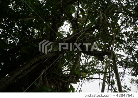 Gajumaru subtropical plant Amami Oshima 48847645