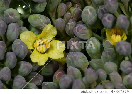 Nature plants broccoli, flowers. Grains I always eat seems to have been a salmon Nature plants broccoli, flowers. Grains I always eat seems to have been a salmon 48847879