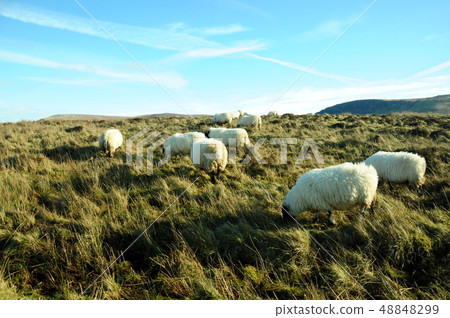 sheep sheep 48848299