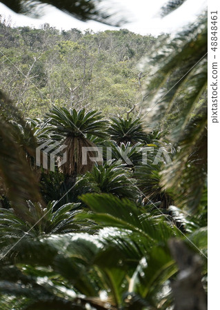 Satetsu jungle Satetsu Sutetsu subtropical plant Amami Oshima 48848461