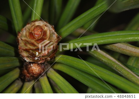Nature plants Koyamaki, female flowers in the middle of March. Seen from above, flakes look like petals 48848651