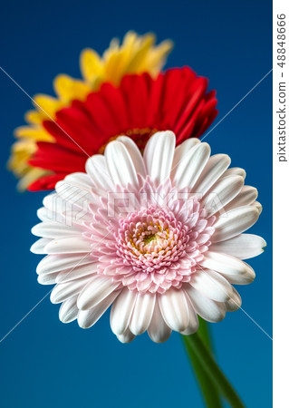 非洲菊花 非洲菊花 48848666