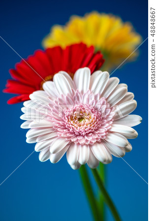 Gerbera flowers Gerbera flowers 48848667