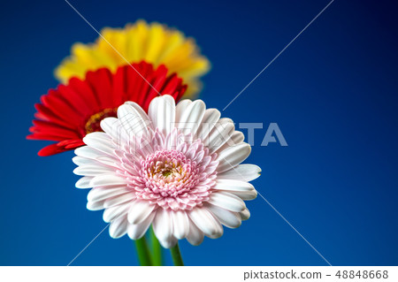 非洲菊花 非洲菊花 48848668
