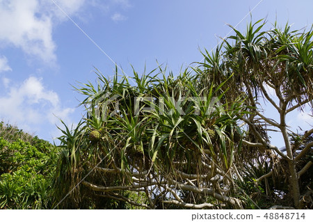 Mangrove subtropical plant Amami Oshima 48848714