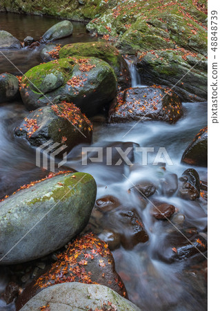 Tollet Fall @ Isahaya, Nagasaki Prefecture 48848739