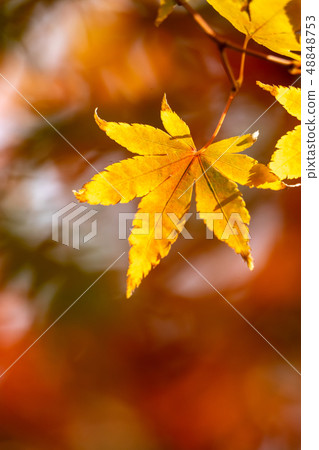 Autumn leaves fall image 48848753