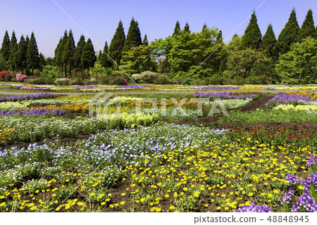 Spreading flower garden and blue sky Spreading flower garden and blue sky 48848945