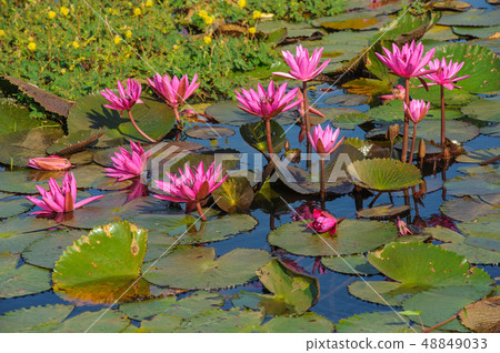 the red lotuses in the full blooming the red lotuses in the full blooming 48849033