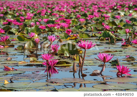 Sea of pink and red lotus at ayutthaya Thailand 48849050