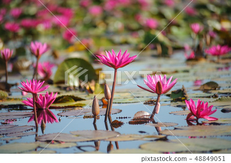 Sea of pink and red lotus at ayutthaya Thailand 48849051
