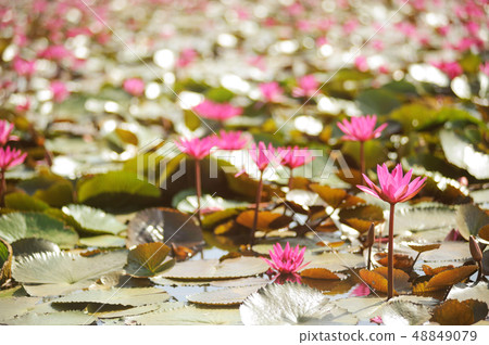 Red lotus blooming field in the lake Red lotus blooming field in the lake 48849079