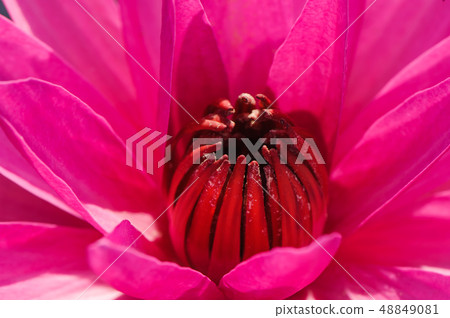 Red Lotus bloom Red Lotus bloom 48849081