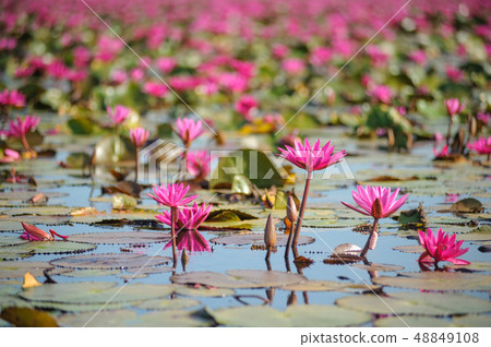 Nature of Beautiful Red Lotus Sea at ayutthaya in 48849108