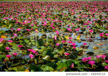 Lotus Field in the lek Ayutthya .Thailand 48849110