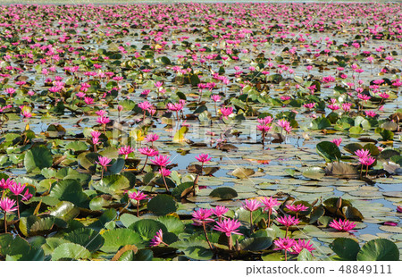Lot of Lotus Field in the lek Ayutthya .Thailand Lot of Lotus Field in the lek Ayutthya .Thailand 48849111
