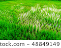 Rice field in  Thialand 48849149