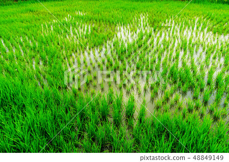 Rice field in Thialand Rice field in Thialand 48849149