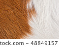 brown and white real cow skin texture background 48849157